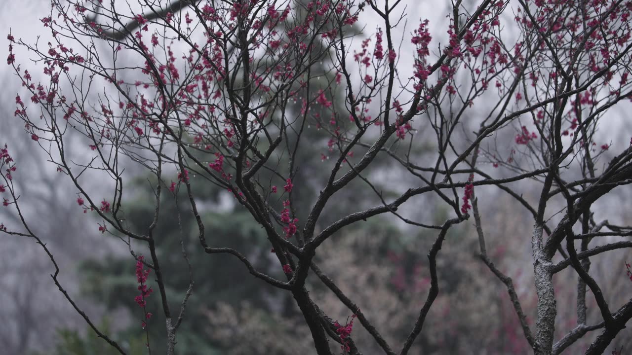 南京梅花山，梅花，博爱阁，雪中梅花山，神道，明孝陵，下雪，红楼，雪中明孝陵视频素材