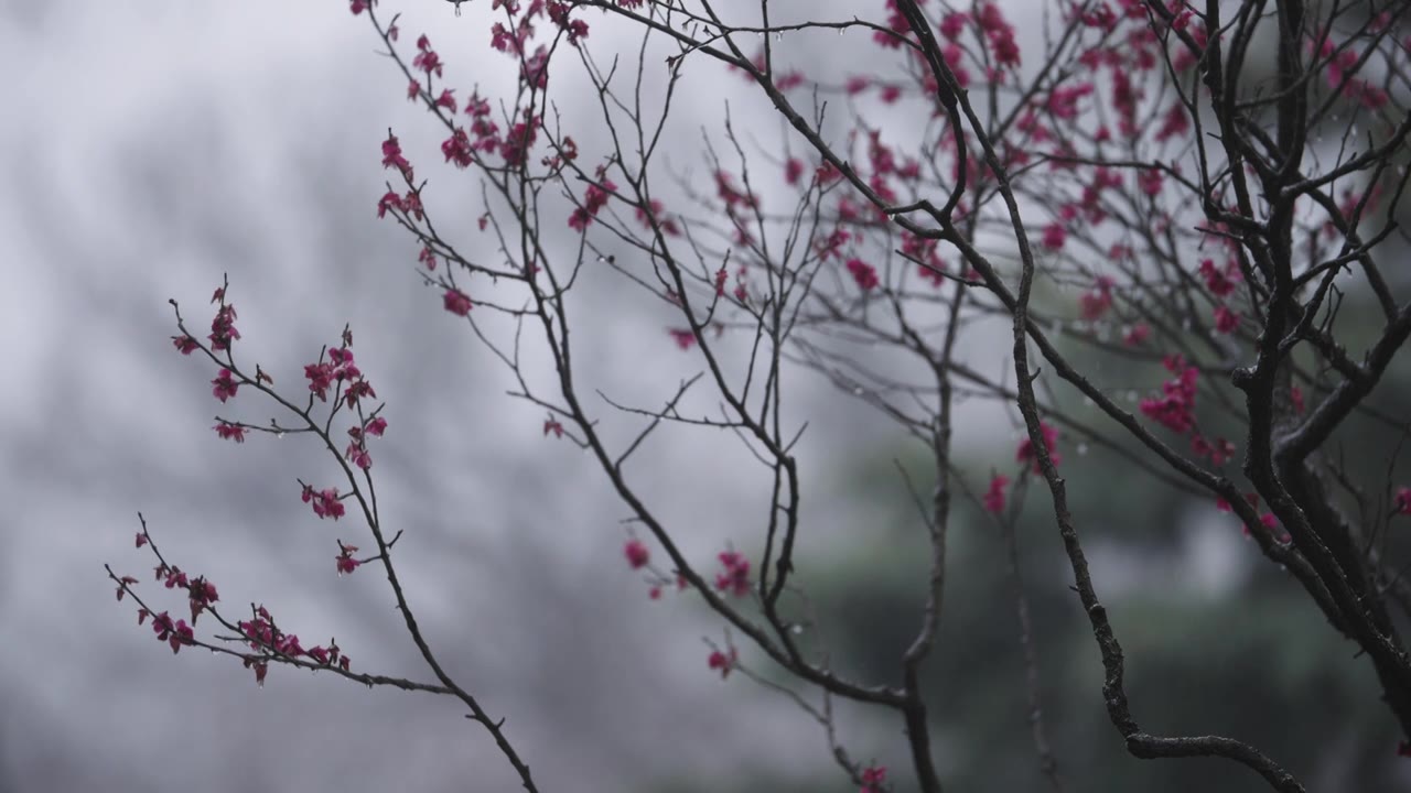 南京梅花山，梅花，博爱阁，雪中梅花山，神道，明孝陵，下雪，红楼，雪中明孝陵视频素材