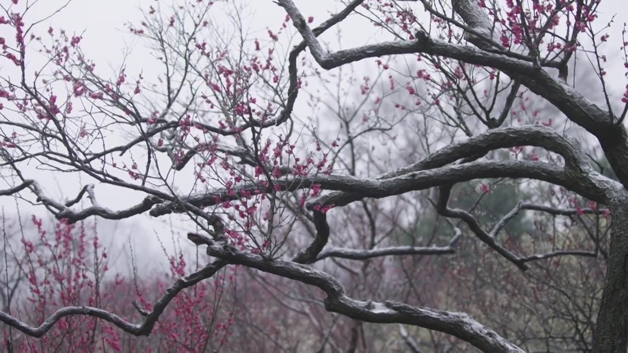 南京梅花山，梅花，博爱阁，雪中梅花山，神道，明孝陵，下雪，红楼，雪中明孝陵视频素材