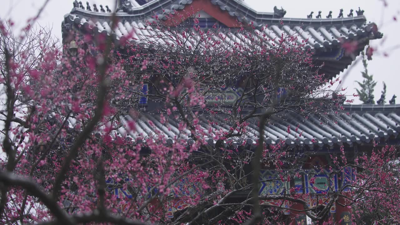 南京梅花山，梅花，博爱阁，雪中梅花山，神道，明孝陵，下雪，红楼，雪中明孝陵视频素材