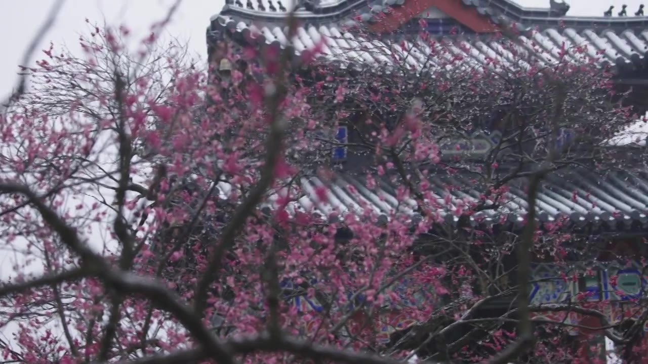 南京梅花山，梅花，博爱阁，雪中梅花山，神道，明孝陵，下雪，红楼，雪中明孝陵视频素材