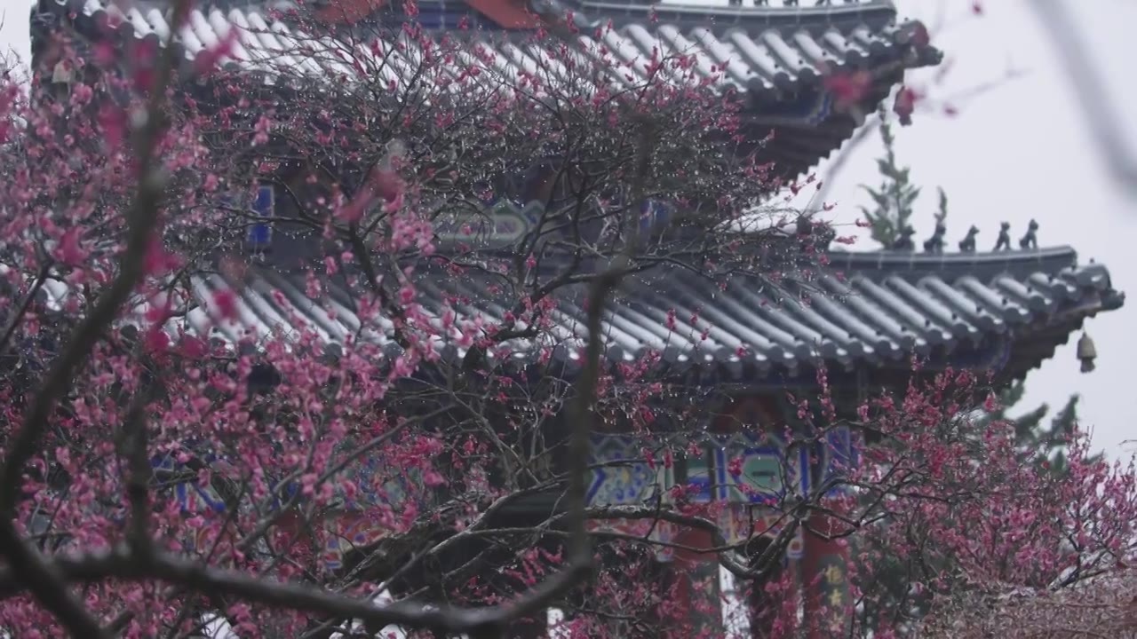 南京梅花山，梅花，博爱阁，雪中梅花山，神道，明孝陵，下雪，红楼，雪中明孝陵视频素材