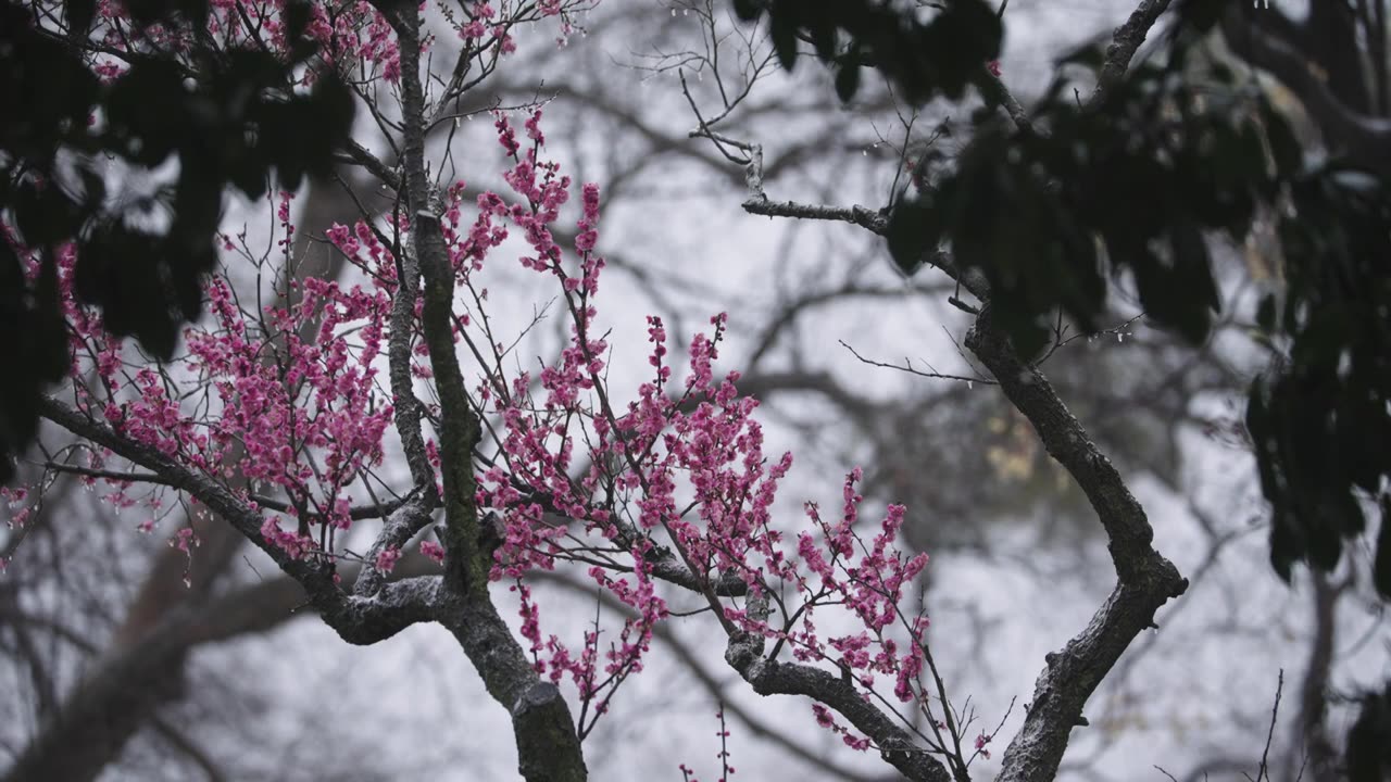 南京梅花山，梅花，博爱阁，雪中梅花山，神道，明孝陵，下雪，红楼，雪中明孝陵视频素材