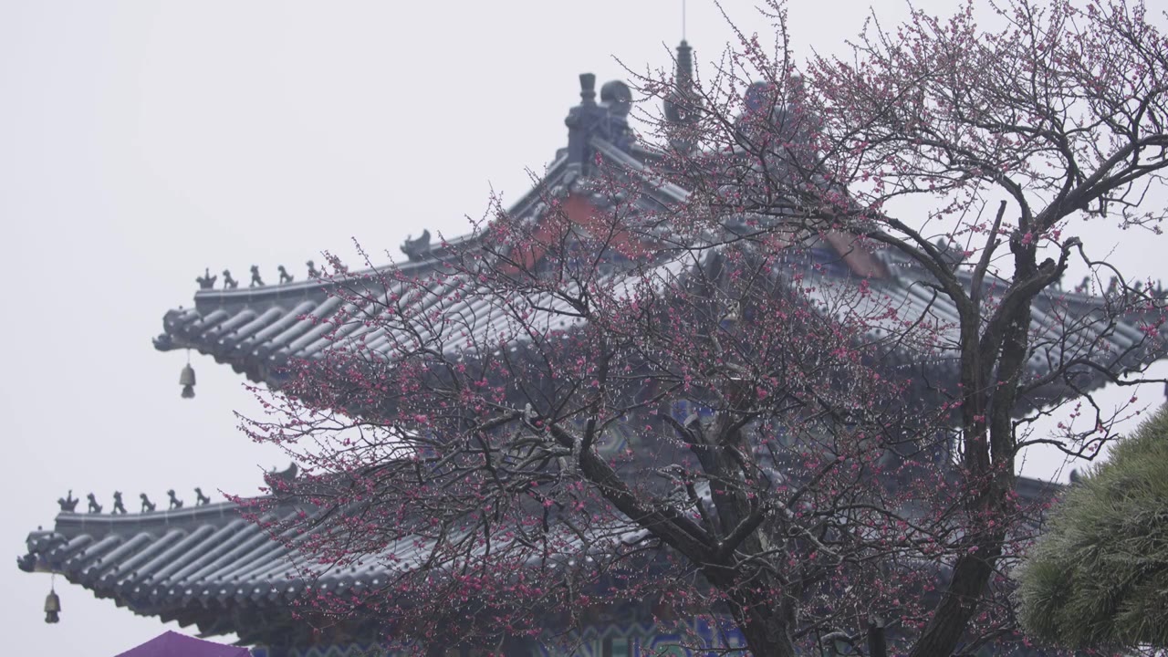 南京梅花山，梅花，博爱阁，雪中梅花山，神道，明孝陵，下雪，红楼，雪中明孝陵视频素材