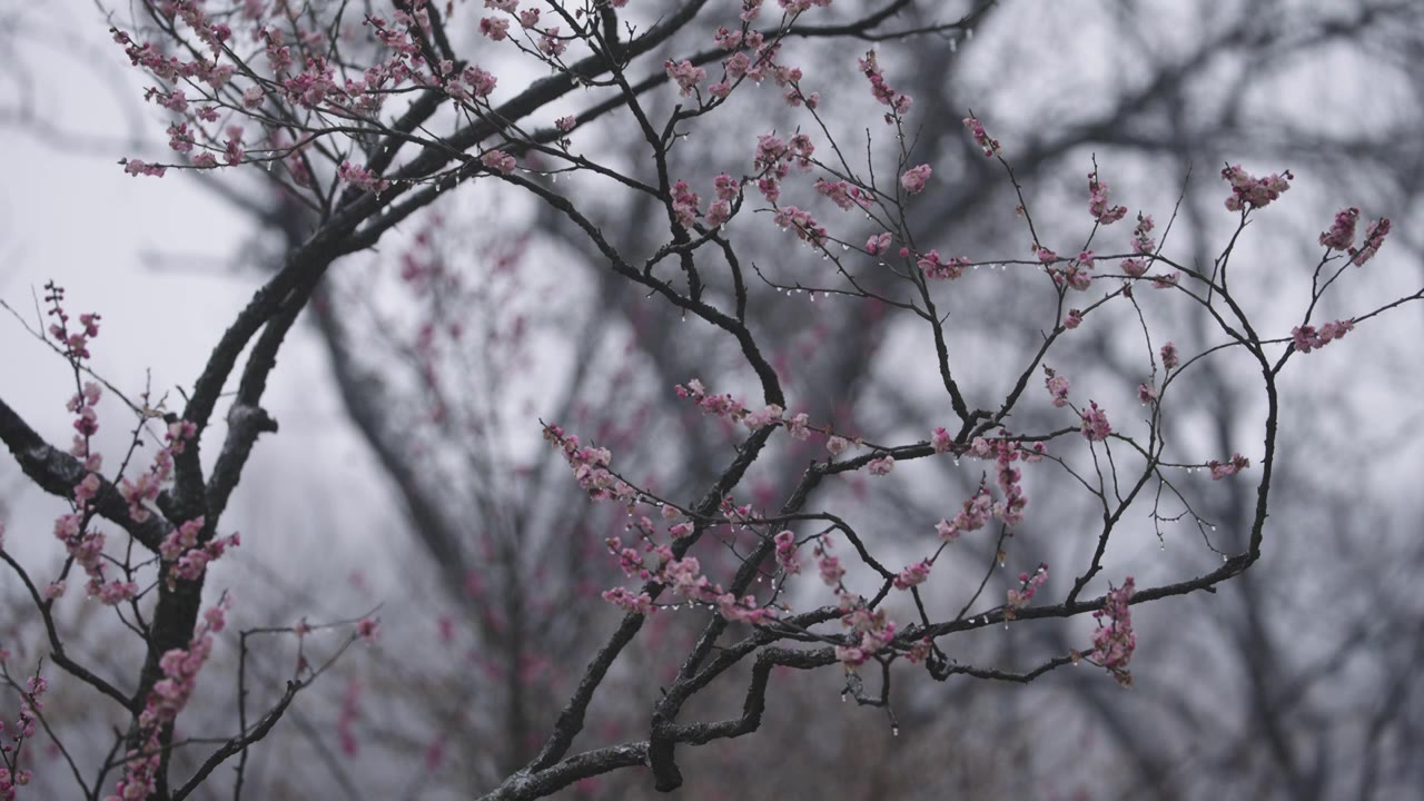 南京梅花山，梅花，博爱阁，雪中梅花山，神道，明孝陵，下雪，红楼，雪中明孝陵视频素材