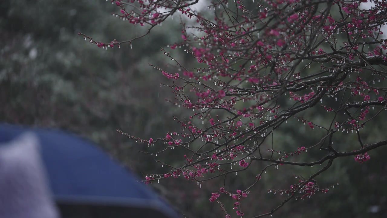 南京梅花山，梅花，博爱阁，雪中梅花山，神道，明孝陵，下雪，红楼，雪中明孝陵视频素材