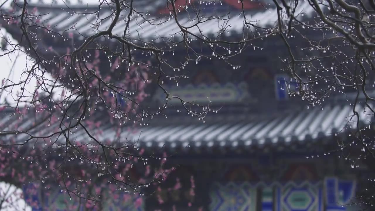 南京梅花山，梅花，博爱阁，雪中梅花山，神道，明孝陵，下雪，红楼，雪中明孝陵视频素材