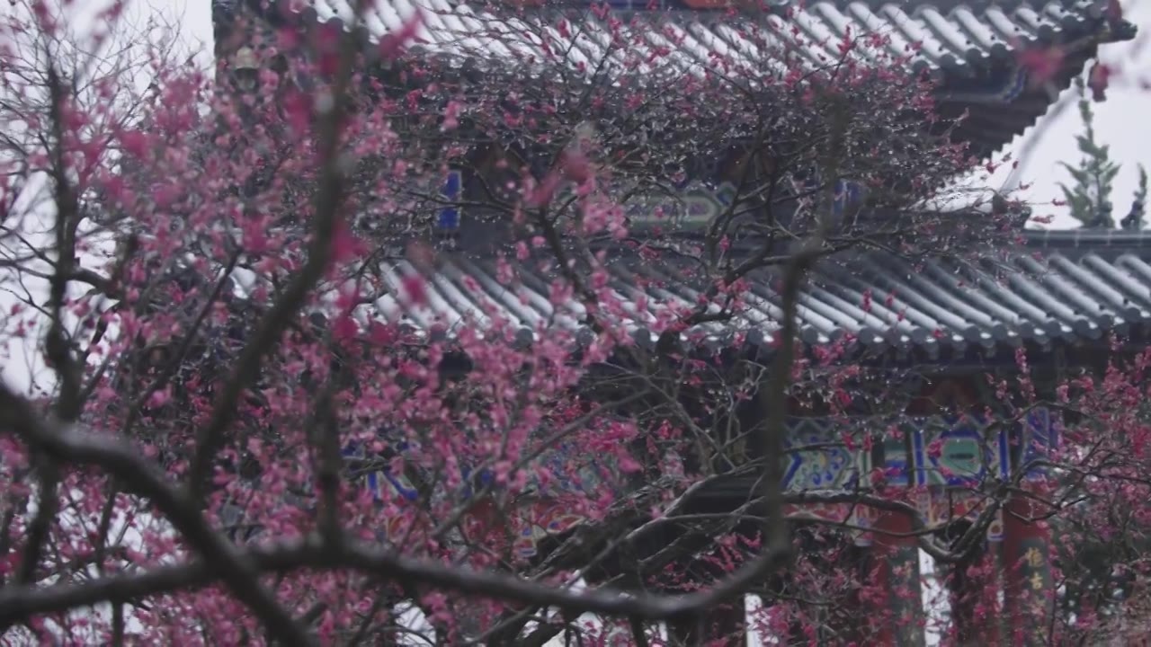 南京梅花山，梅花，博爱阁，雪中梅花山，神道，明孝陵，下雪，红楼，雪中明孝陵视频素材