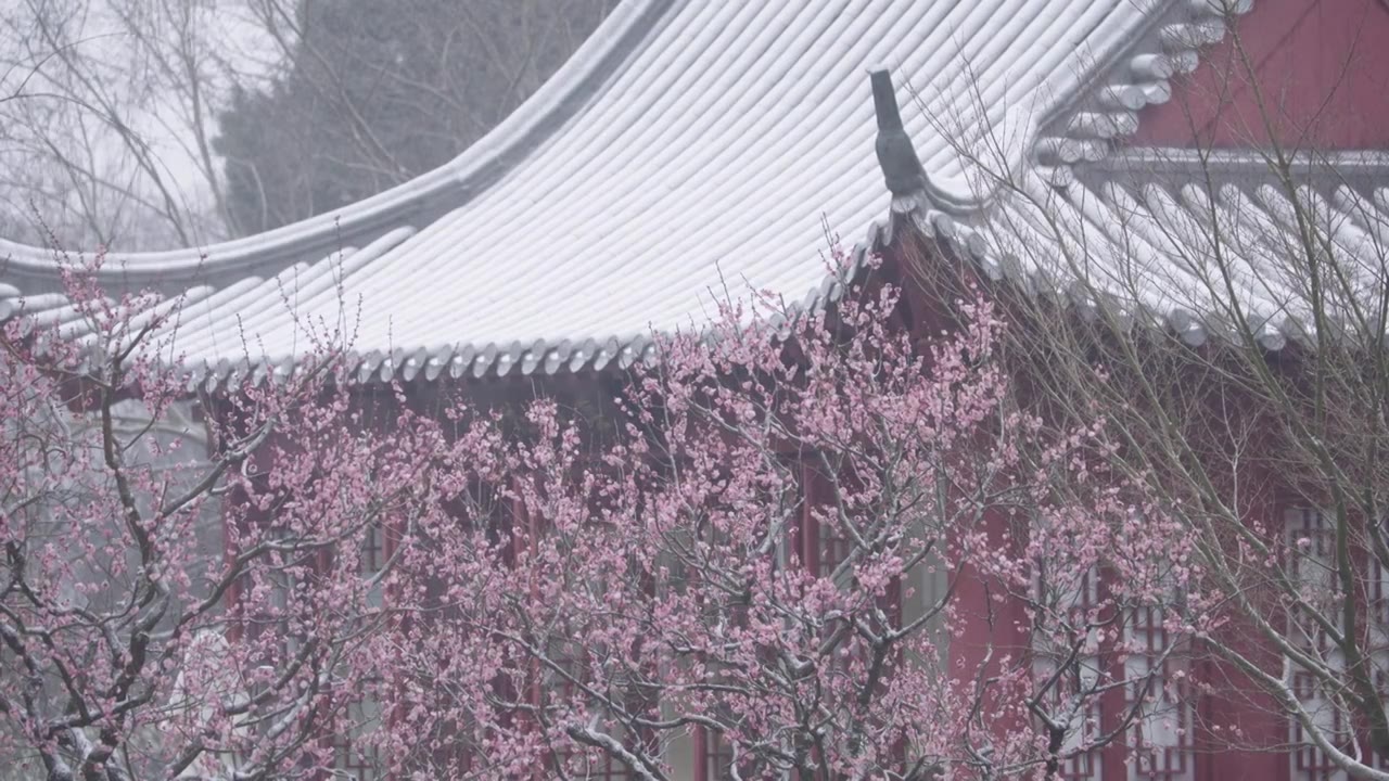 南京梅花山，梅花，博爱阁，雪中梅花山，神道，明孝陵，下雪，红楼，雪中明孝陵视频素材