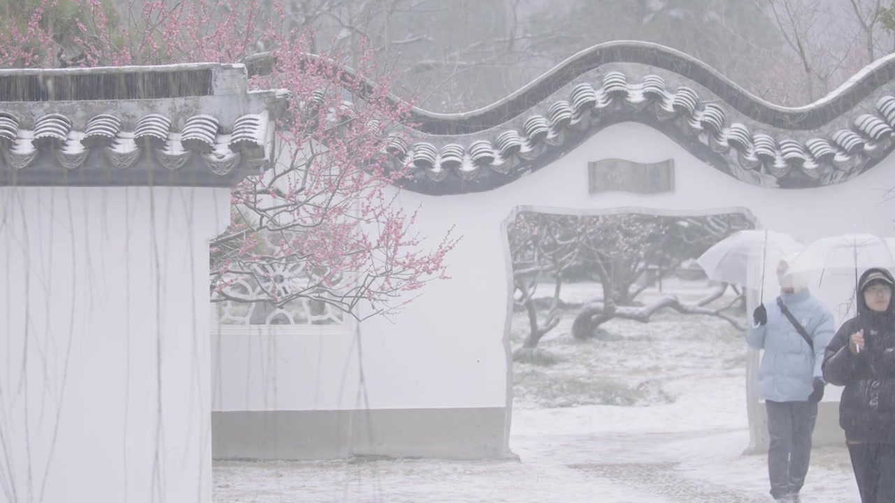 南京梅花山，梅花，博爱阁，雪中梅花山，神道，明孝陵，下雪，红楼，雪中明孝陵视频素材