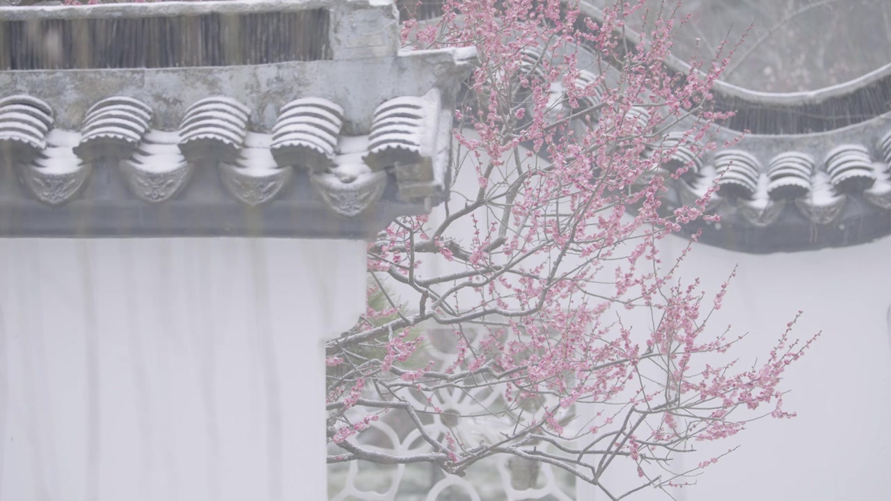 南京梅花山，梅花，博爱阁，雪中梅花山，神道，明孝陵，下雪，红楼，雪中明孝陵视频素材