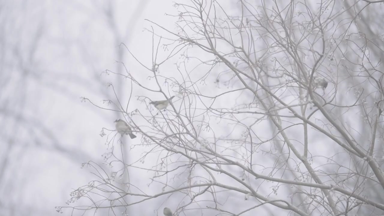 南京梅花山，梅花，博爱阁，雪中梅花山，神道，明孝陵，下雪，红楼，雪中明孝陵视频素材