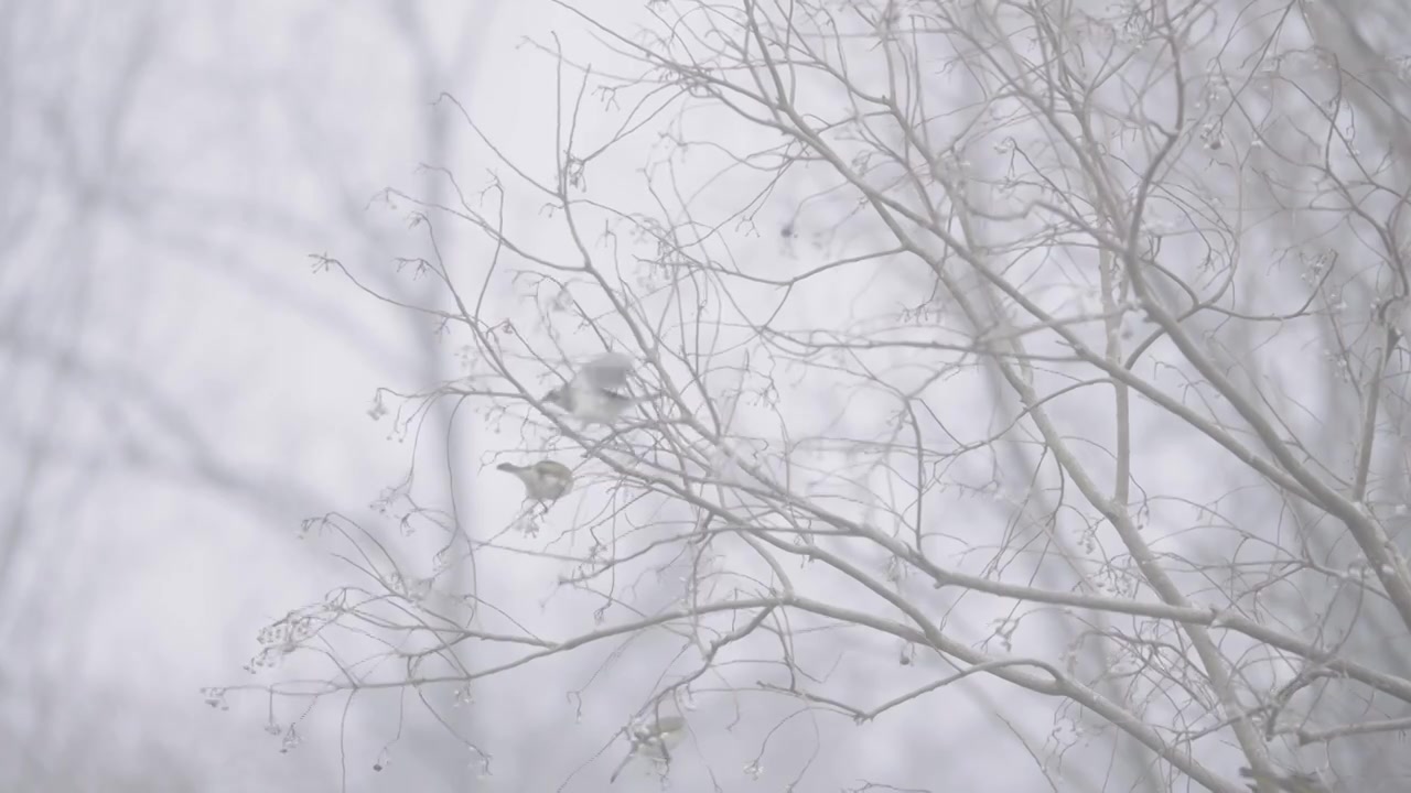 南京梅花山，梅花，博爱阁，雪中梅花山，神道，明孝陵，下雪，红楼，雪中明孝陵视频素材