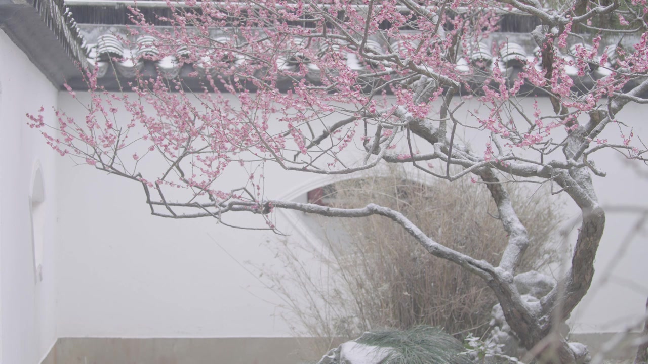 南京梅花山，梅花，博爱阁，雪中梅花山，神道，明孝陵，下雪，红楼，雪中明孝陵视频素材