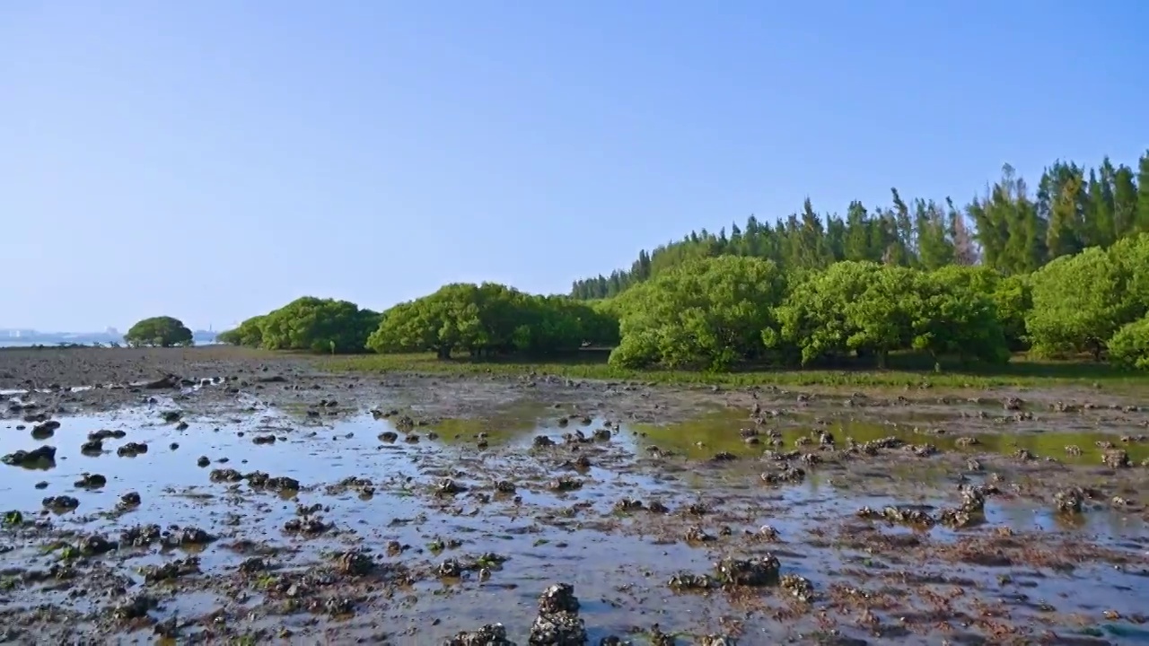 海边退潮滩涂与红树林视频素材