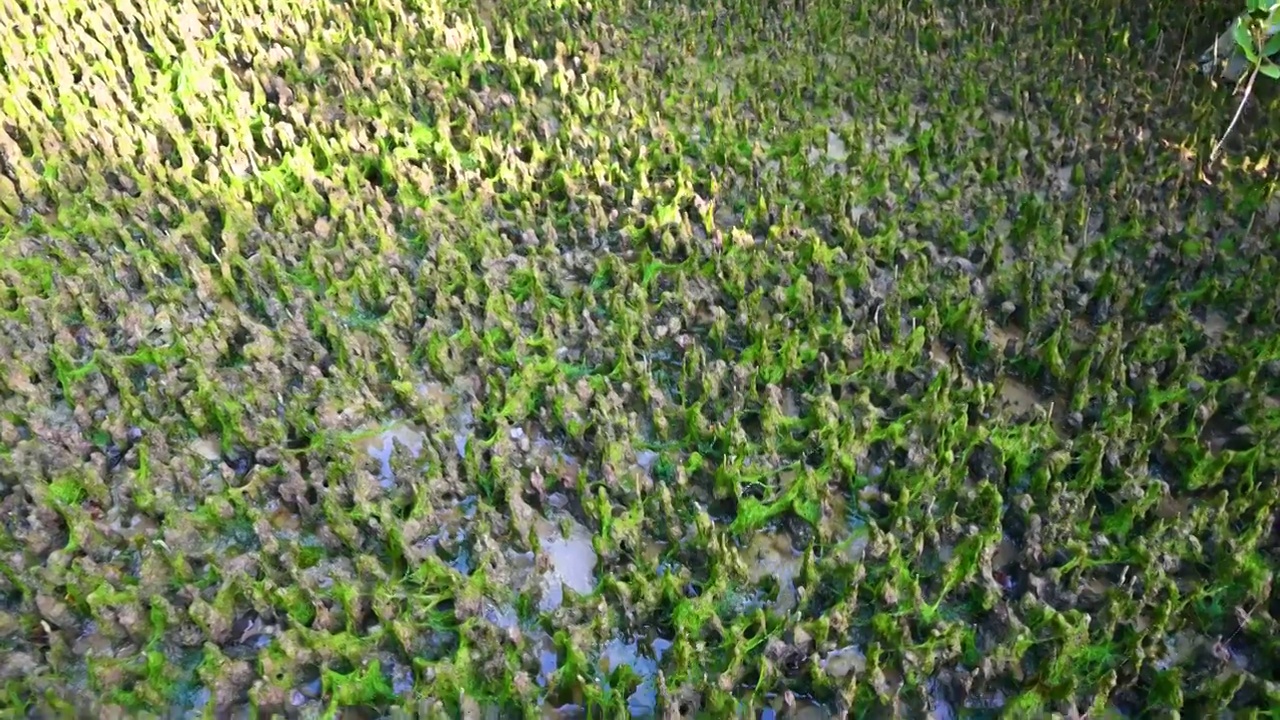 海边红树林滩涂上满地绿色苔藓视频素材