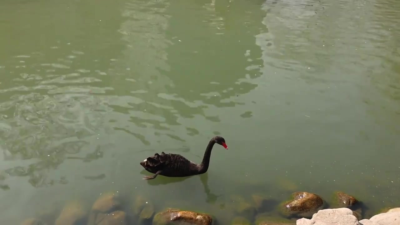 动物园湖面绿色水面梳理羽毛鸟类保护动物水禽黑天鹅视频素材