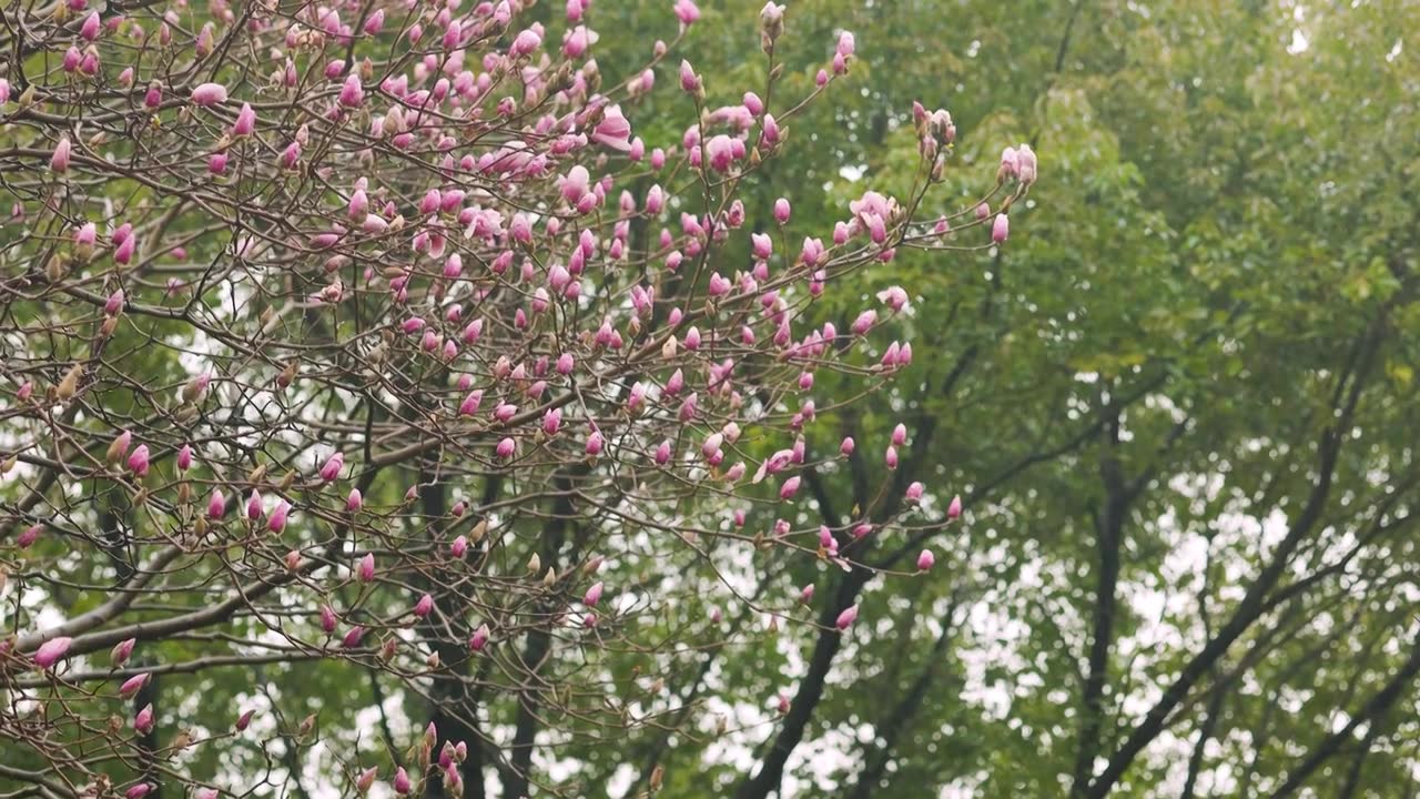 春日的雨天，柳树开始发芽，雨水滋润着公园中的万物视频素材