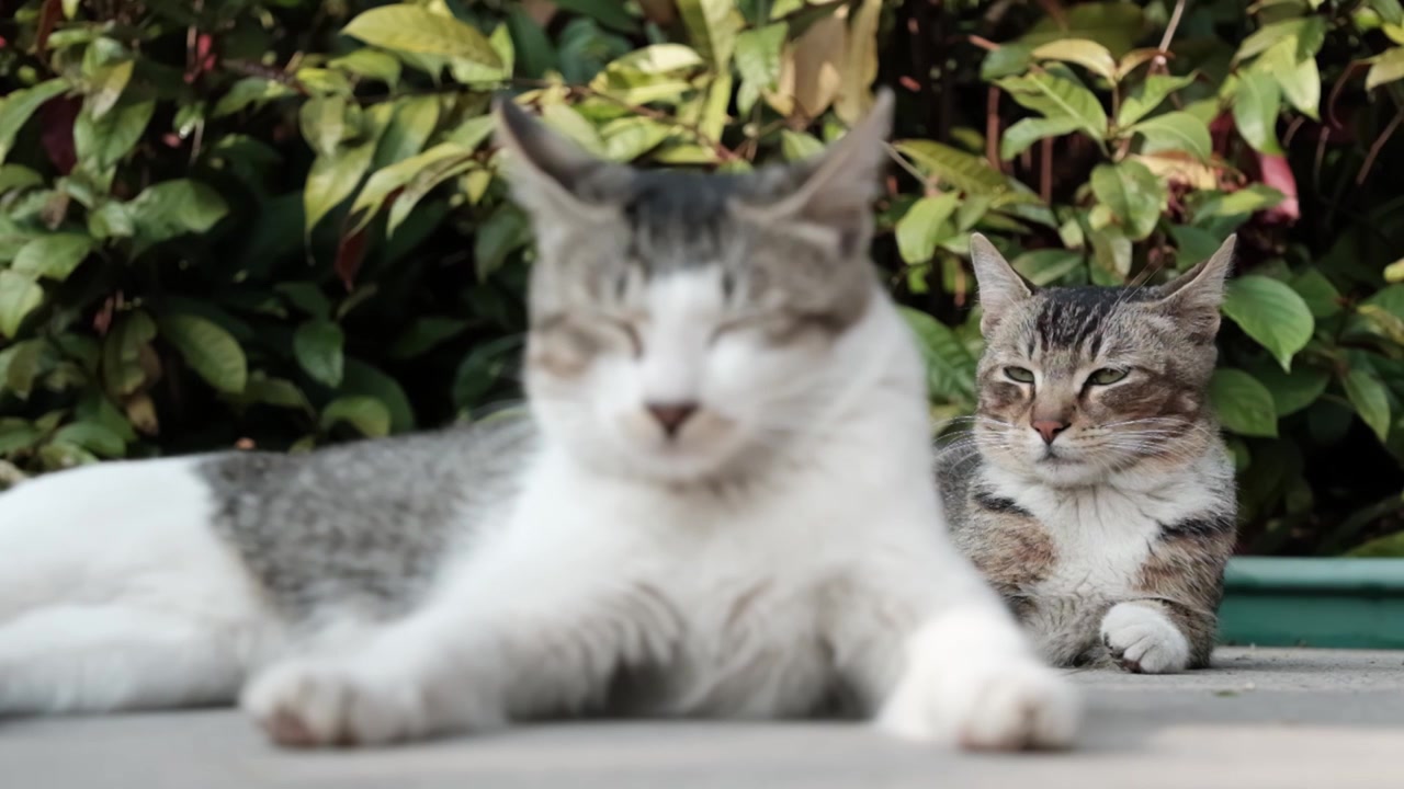 午后趴在地上的猫咪视频素材