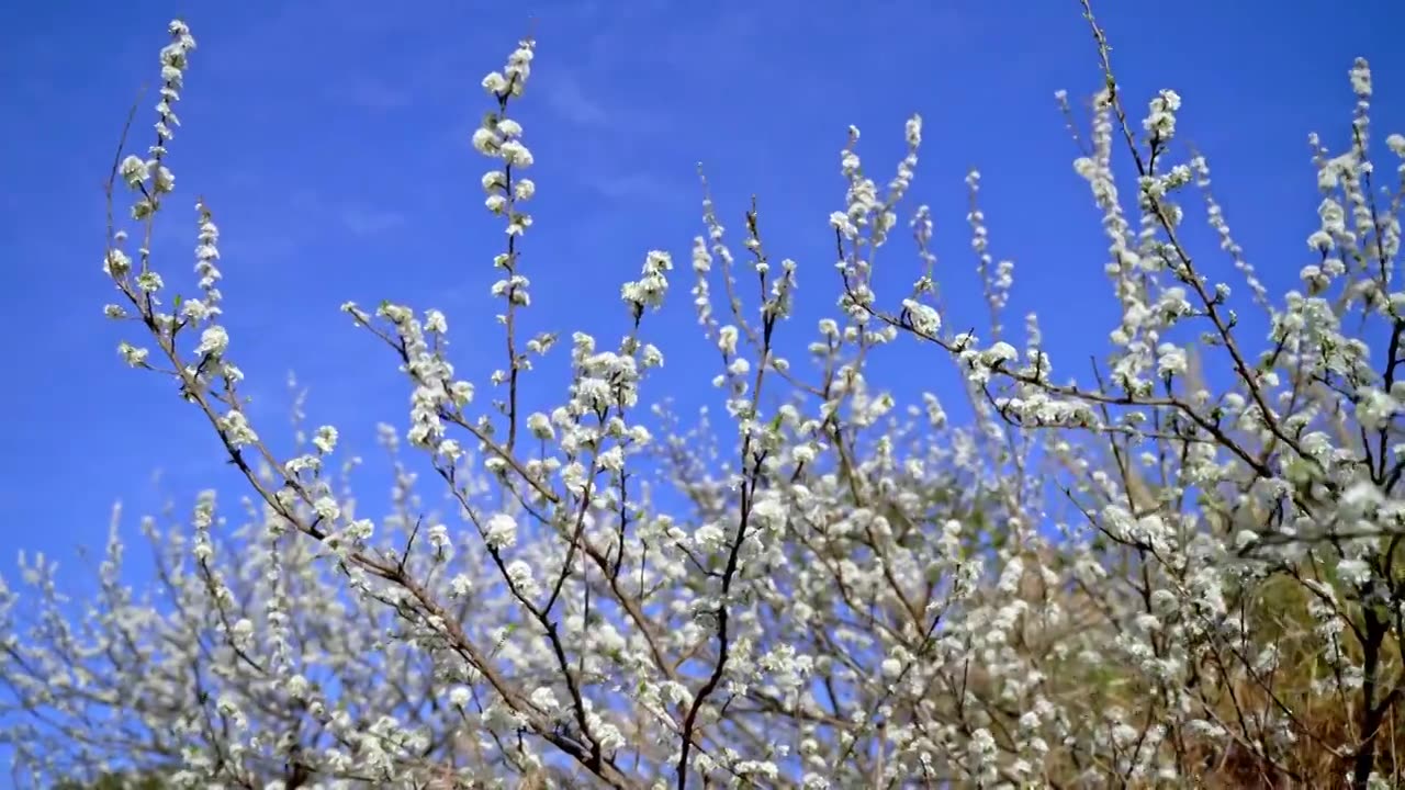 梅州五华县双华镇李花节，春季盛开的李花，长出的新芽视频素材