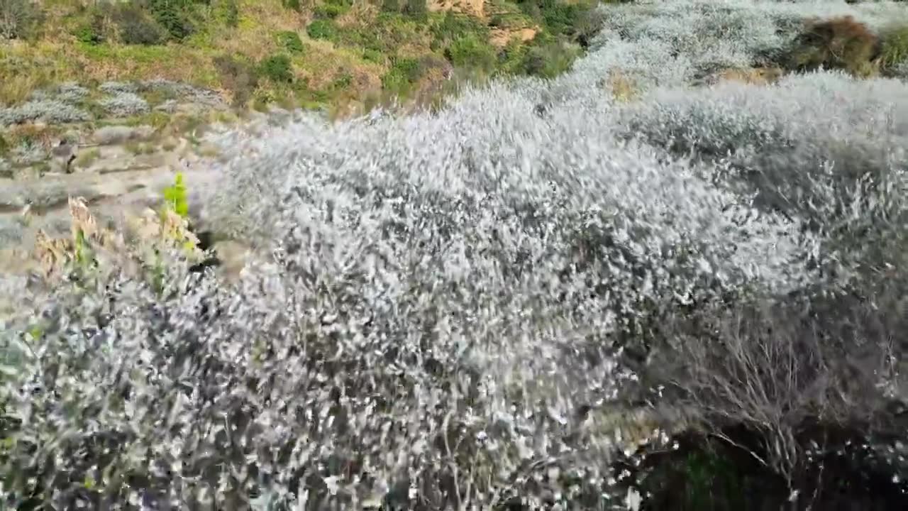 梅州五华县双华镇李花节，春季盛开的李花，长出的新芽视频素材