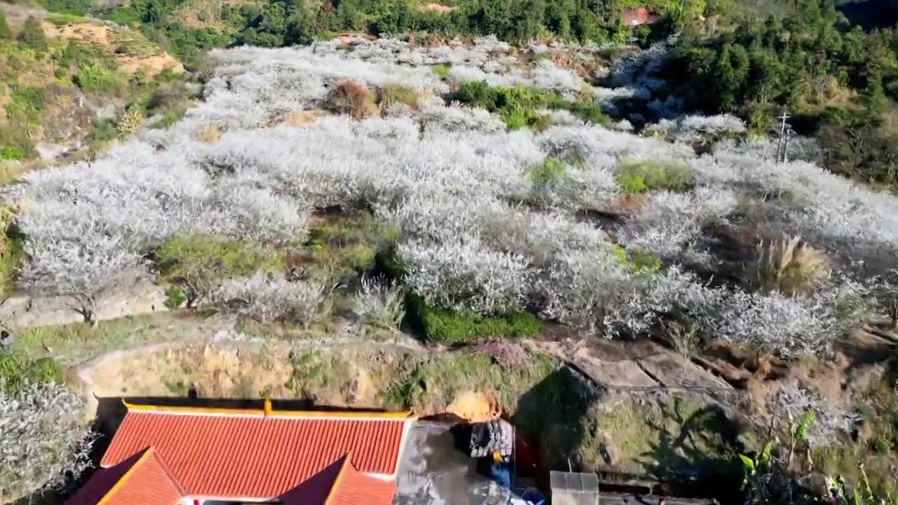 梅州五华县双华镇李花节，春季盛开的李花，长出的新芽视频素材