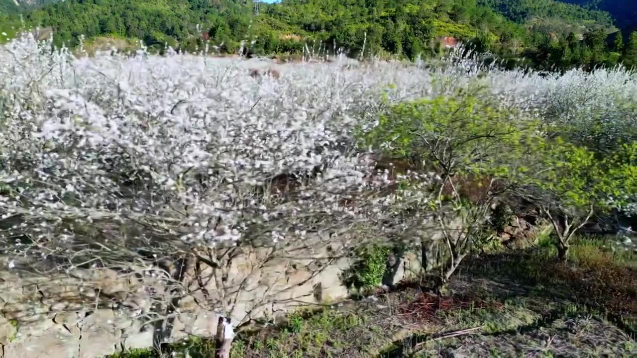 梅州五华县双华镇李花节，春季盛开的李花，长出的新芽视频素材