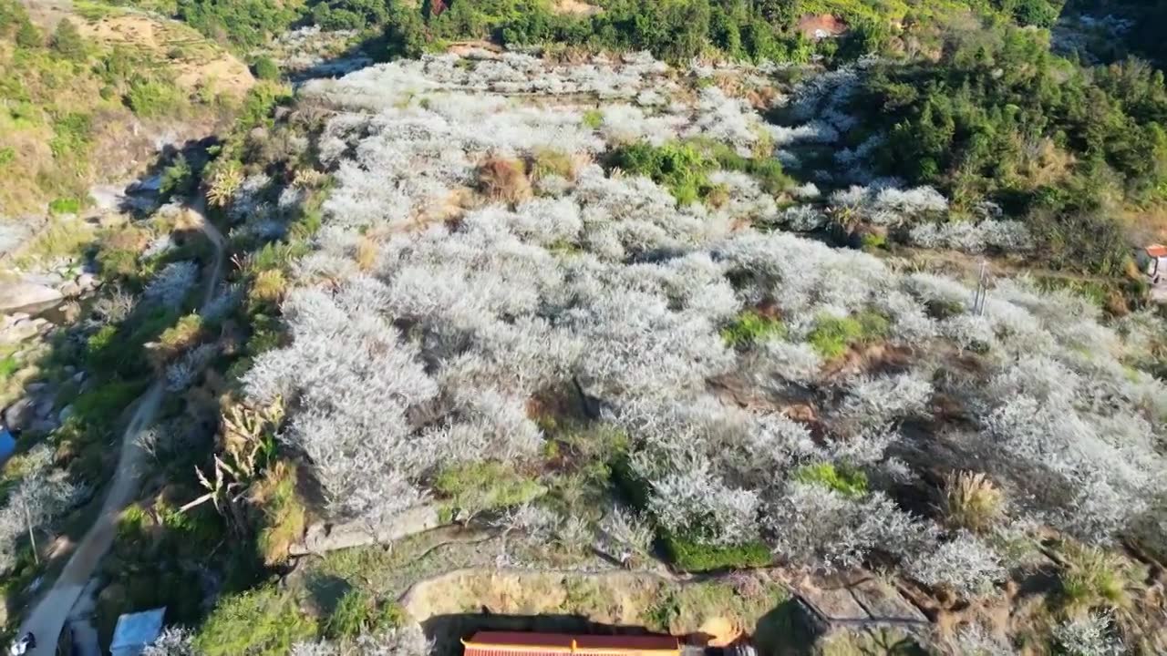 梅州五华县双华镇李花节，春季盛开的李花，长出的新芽视频素材