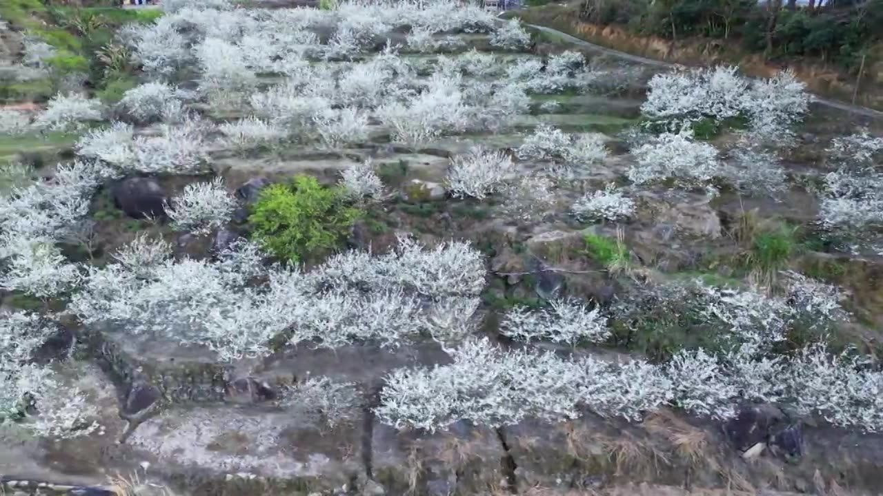 梅州五华县双华镇李花节，春季盛开的李花，长出的新芽视频素材