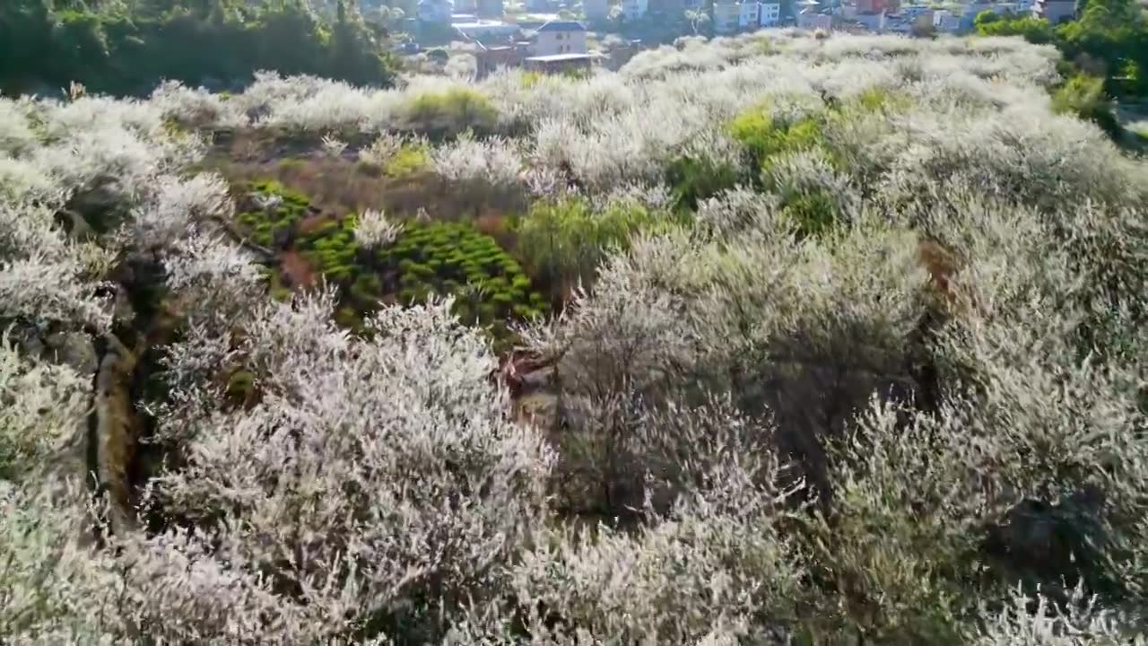 梅州五华县双华镇李花节，春季盛开的李花，长出的新芽视频素材