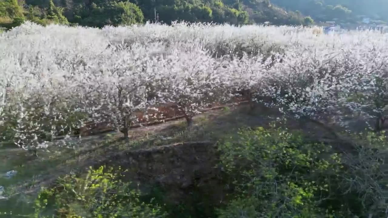 梅州五华县双华镇李花节，春季盛开的李花，长出的新芽视频素材