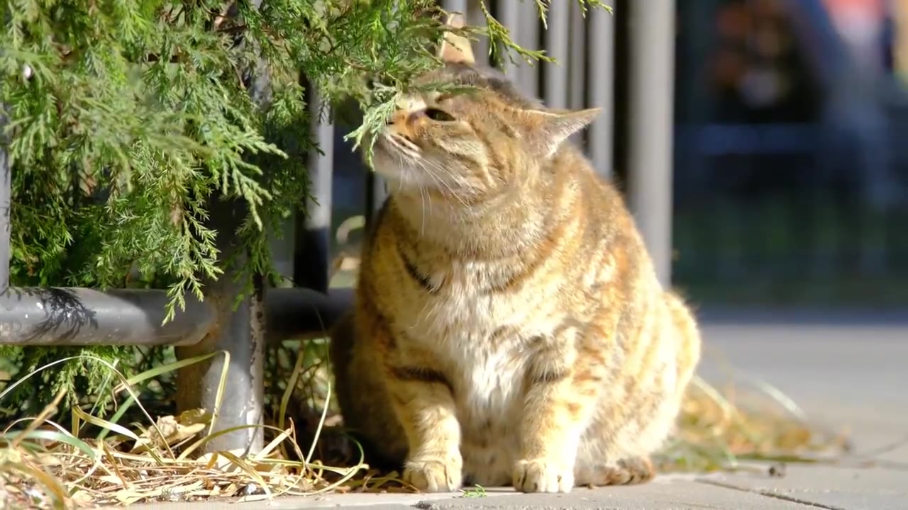 北海公园野猫特写视频素材