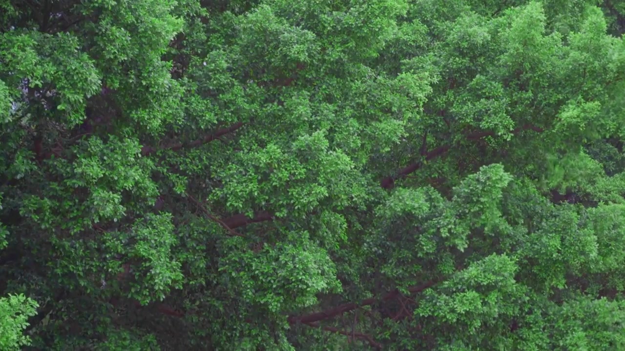 清明雨天风吹树叶视频素材