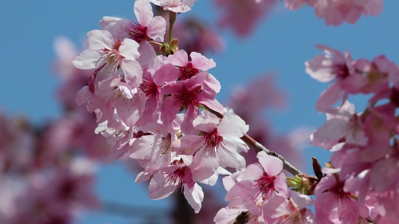 樱花蜜蜂采蜜视频素材