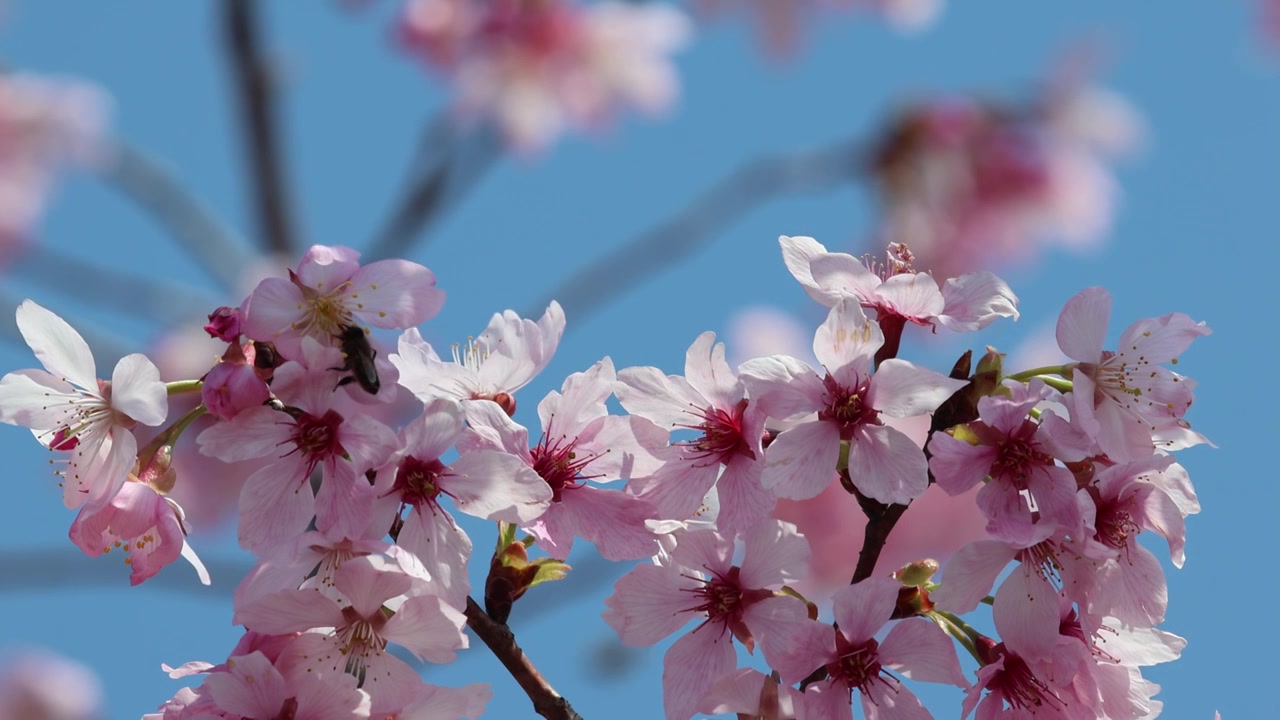 樱花蜜蜂采蜜视频素材