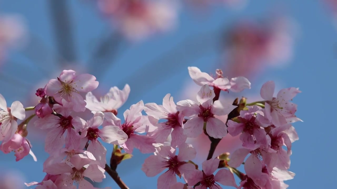 樱花蜜蜂采蜜视频素材