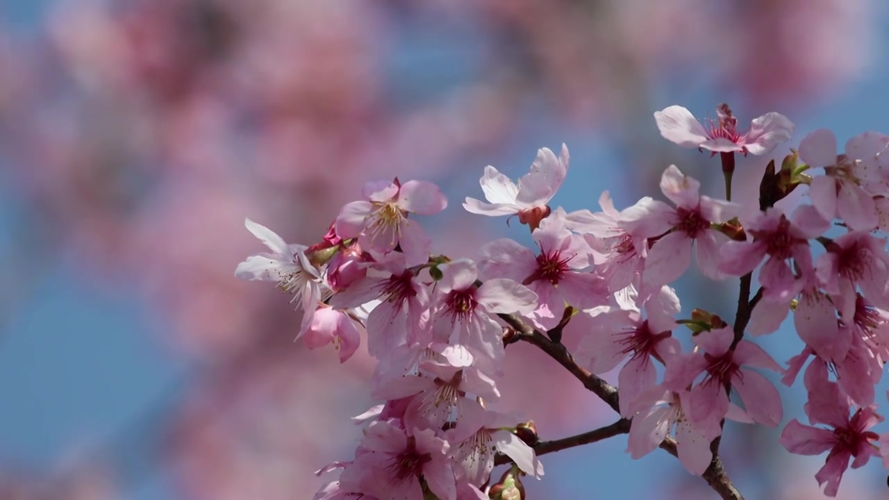 樱花蜜蜂采蜜视频素材