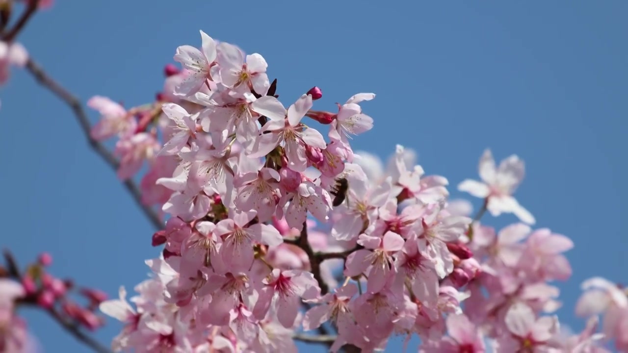 樱花蜜蜂采蜜视频素材