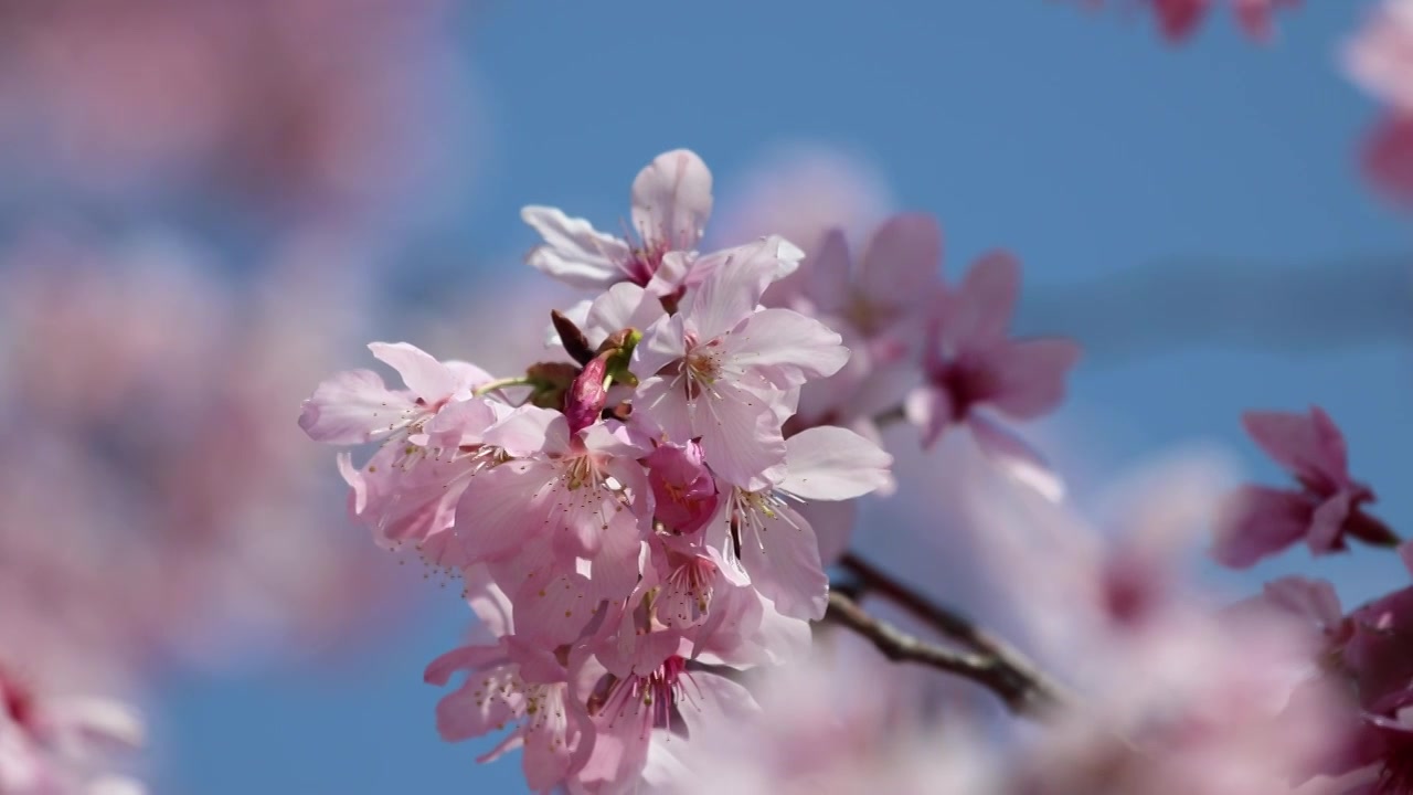 樱花蜜蜂采蜜视频素材