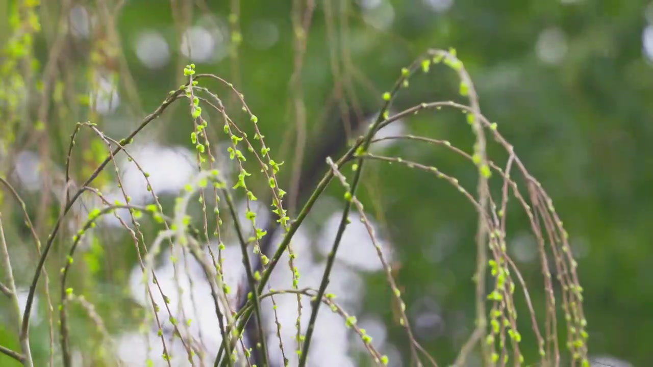 杭州西湖春天发芽柳树柳条自然风景视频素材