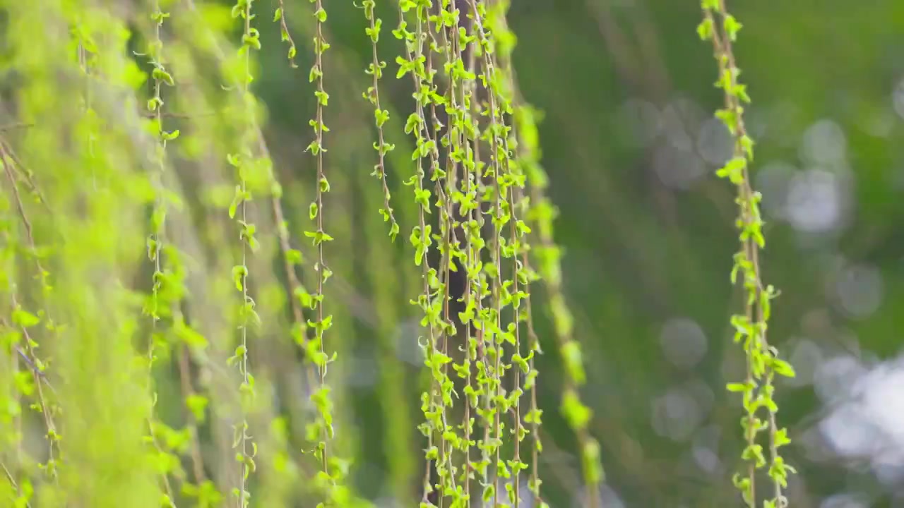 杭州西湖春天发芽柳树柳条自然风景视频素材