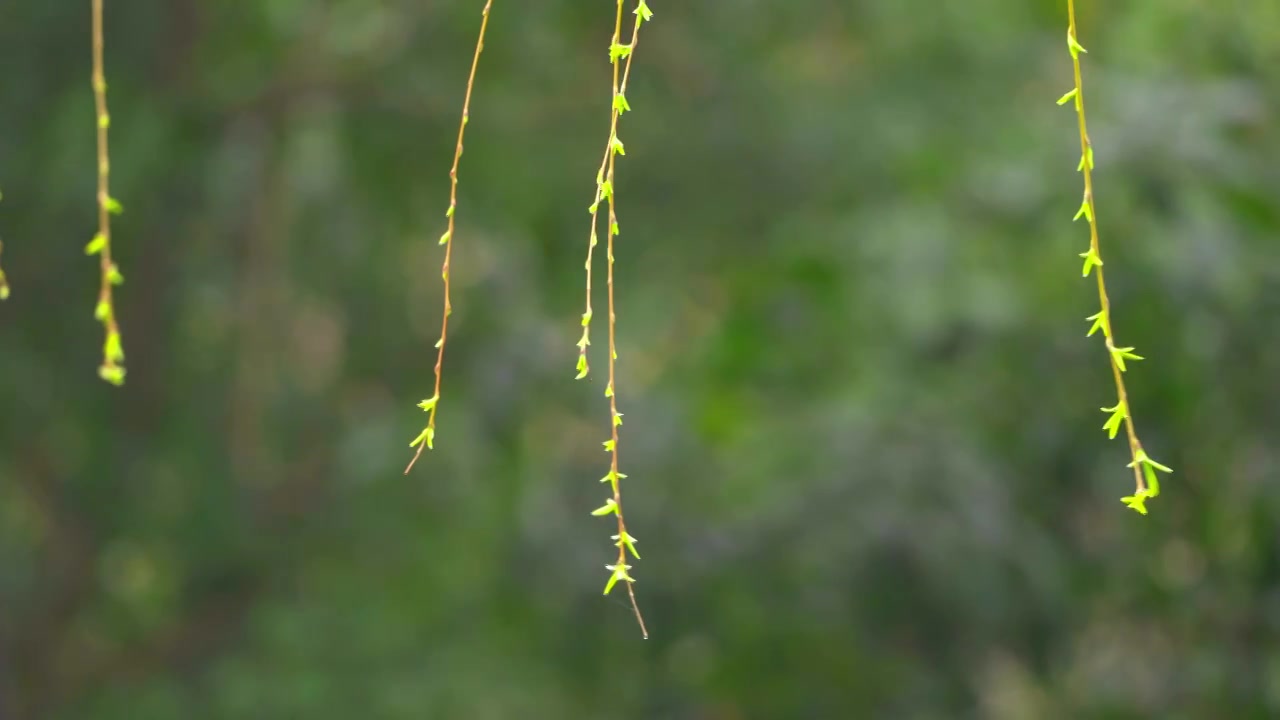 杭州西湖春天发芽柳树柳条自然风景视频素材