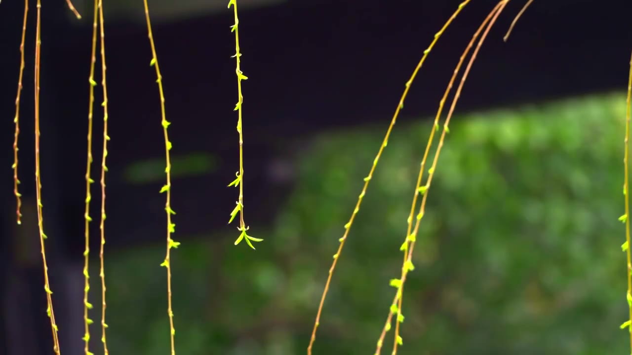 杭州西湖春天发芽柳树柳条自然风景视频素材