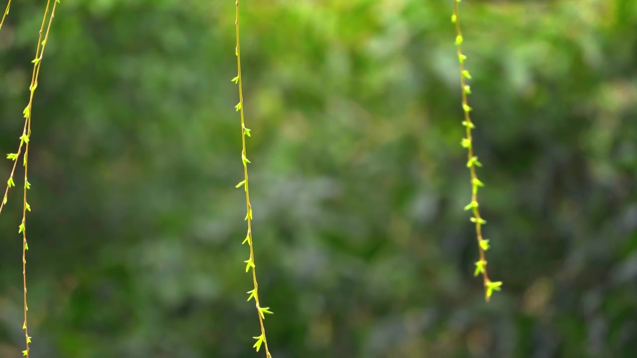 杭州西湖春天发芽柳树柳条自然风景视频素材