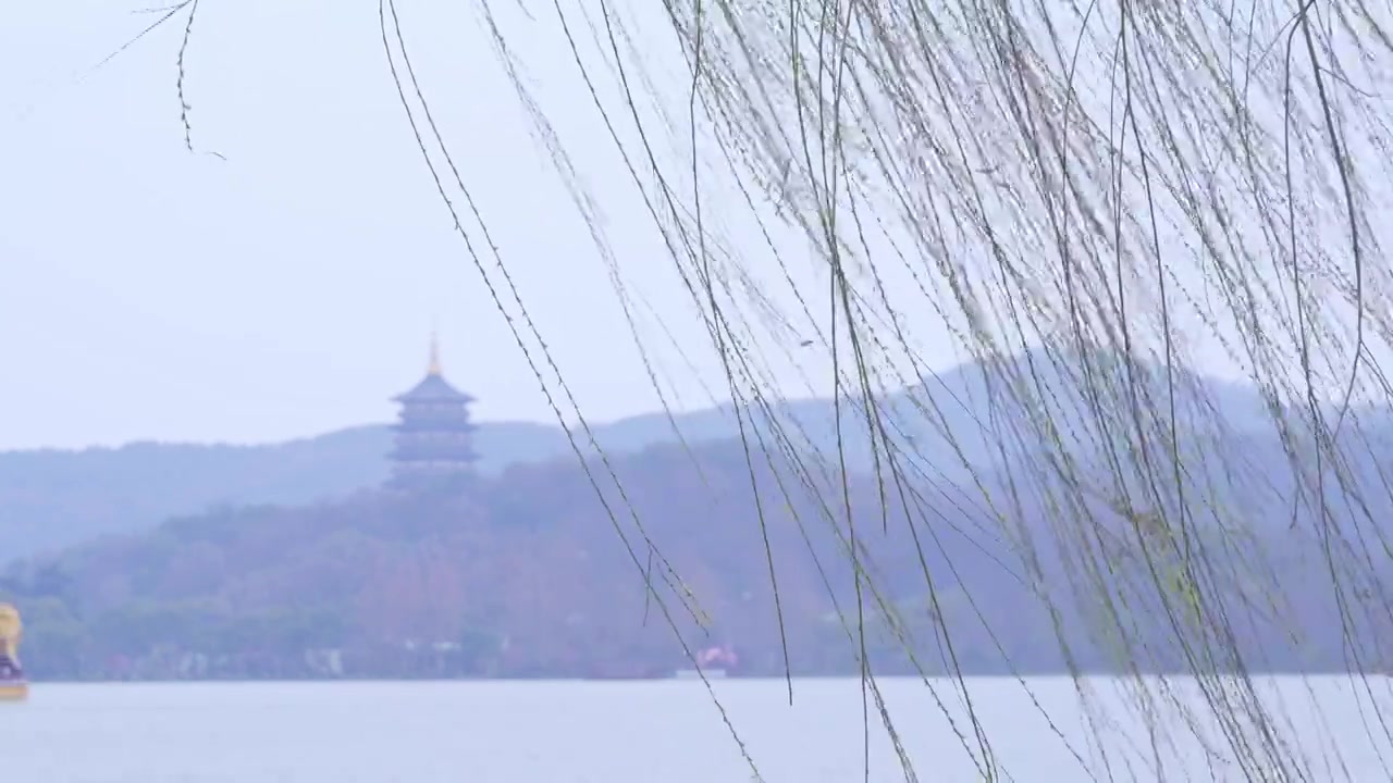 杭州西湖春天发芽柳树柳条自然风景雨雷峰塔视频素材