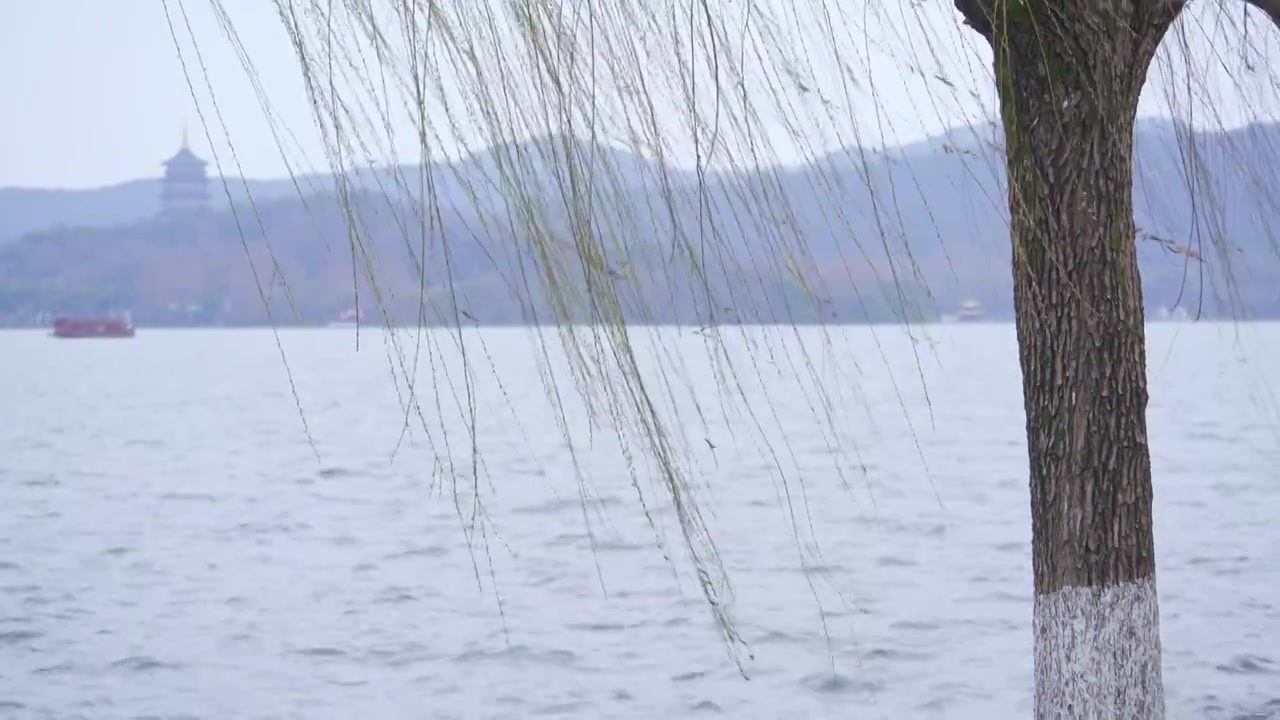 杭州西湖春天发芽柳树柳条自然风景雨雷峰塔视频素材