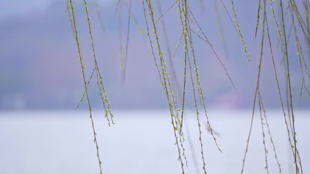 杭州西湖春天发芽柳树柳条自然风景雨雷峰塔视频素材