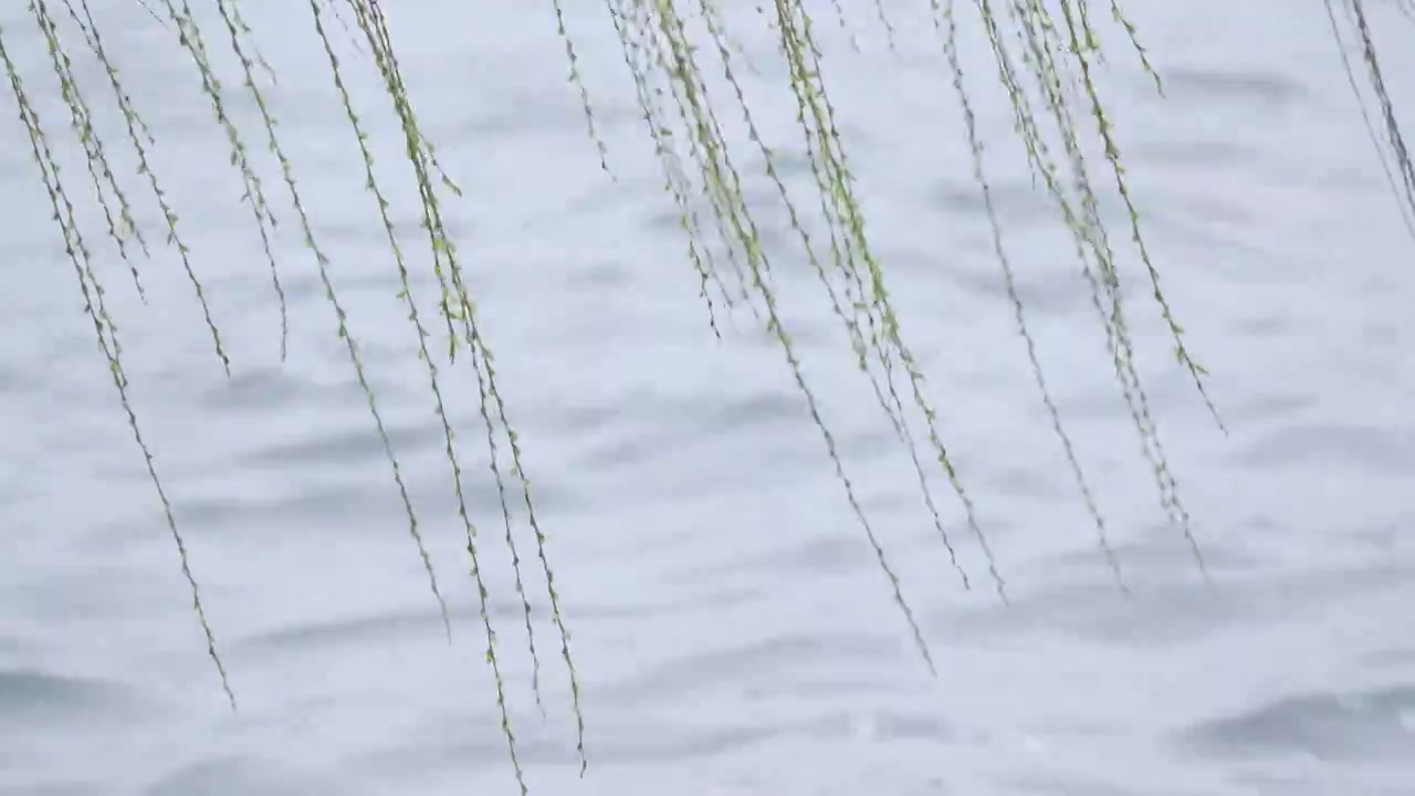 杭州西湖春天发芽柳树柳条自然风景雨雷峰塔视频素材