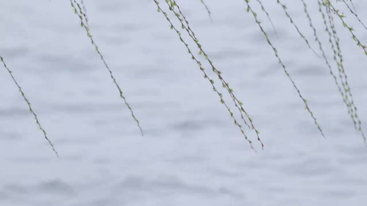 杭州西湖春天发芽柳树柳条自然风景雨雷峰塔视频素材