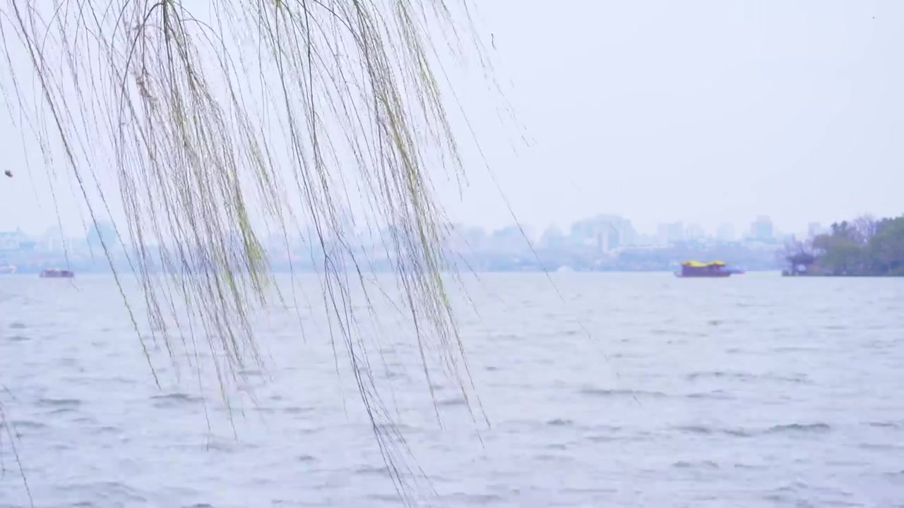 杭州西湖春天发芽柳树柳条自然风景雨雷峰塔视频素材